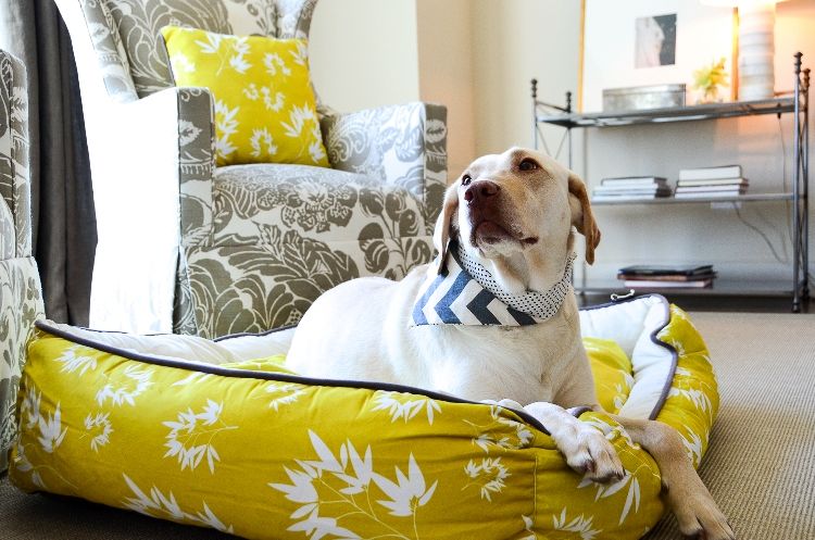 Is owning a pet expensive in Australia? Important factors to consider